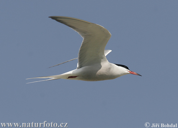 Rybár riečny (Sterna hirundo)