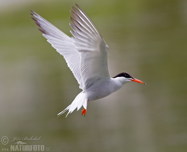 Rybár riečny (Sterna hirundo)