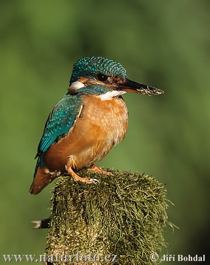 Rybárik riečny (Alcedo atthis)