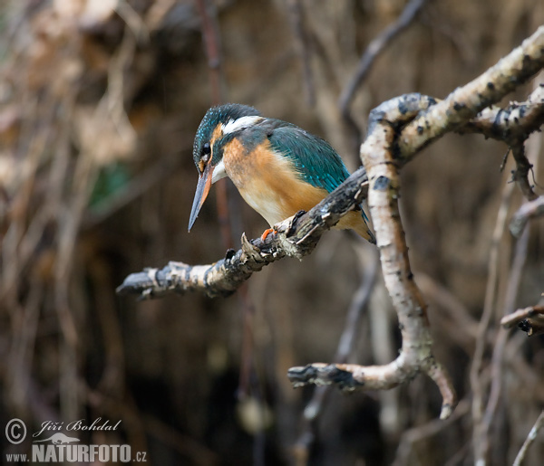 Rybárik riečny (Alcedo atthis)