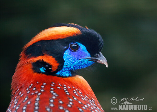 Satyr Temminckův (Tragopan temminckii)