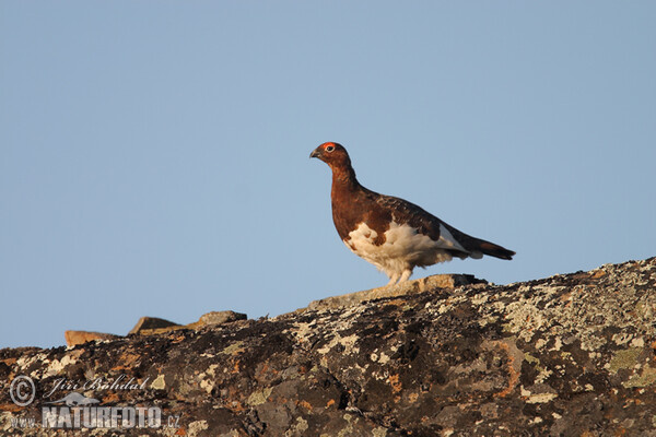 Severna snežnica (Lagopus lagopus)