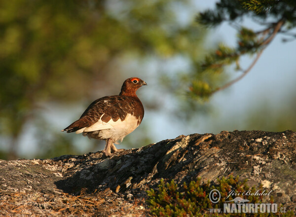 Severna snežnica (Lagopus lagopus)