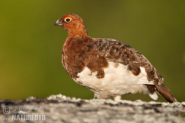 Severna snežnica (Lagopus lagopus)