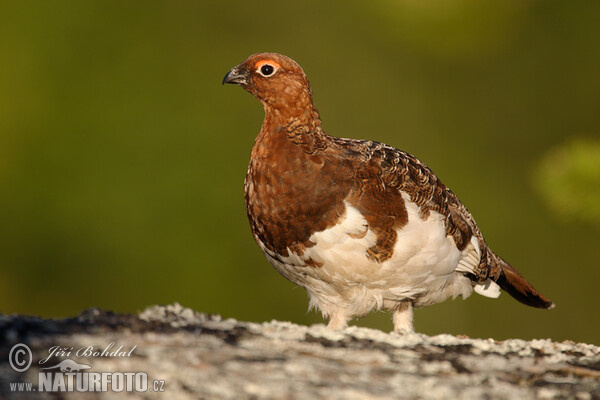 Severna snežnica (Lagopus lagopus)