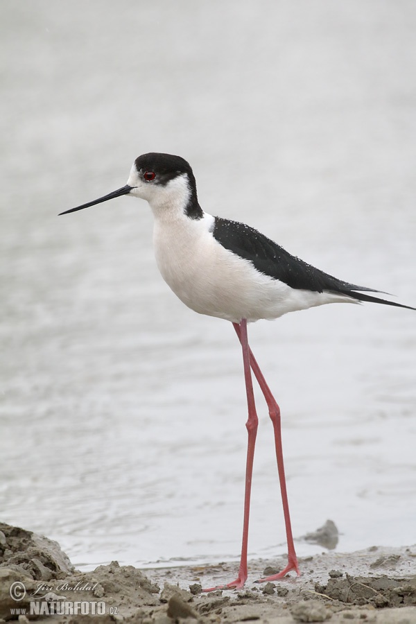 Šišila bocianovitá (Himantopus himantopus)