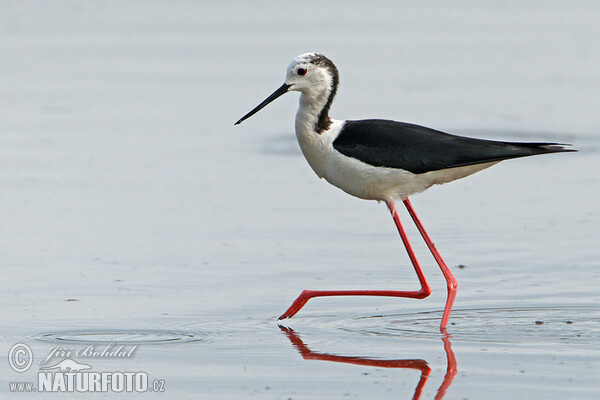 Šišila bocianovitá (Himantopus himantopus)