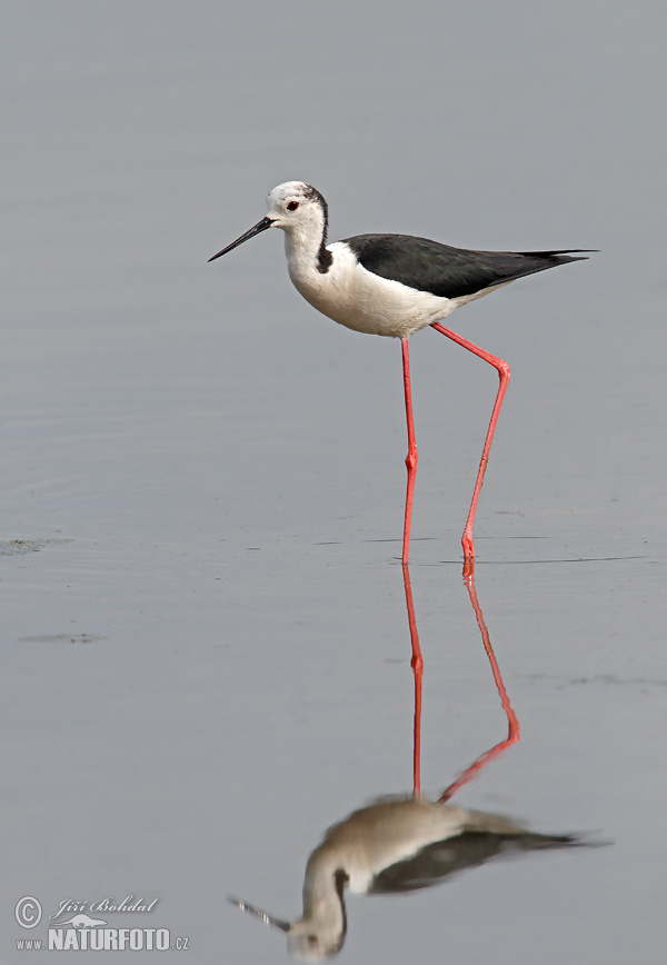 Šišila bocianovitá (Himantopus himantopus)