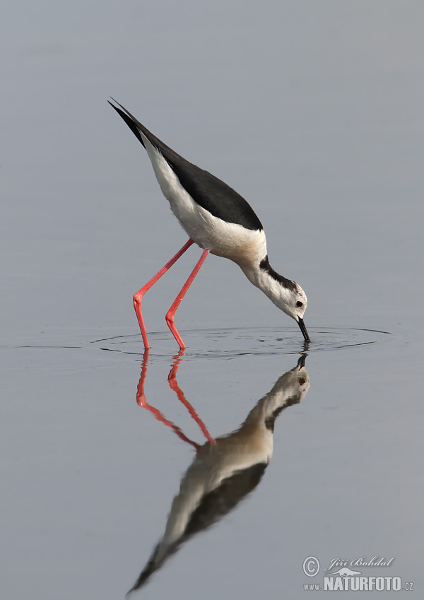 Šišila bocianovitá (Himantopus himantopus)