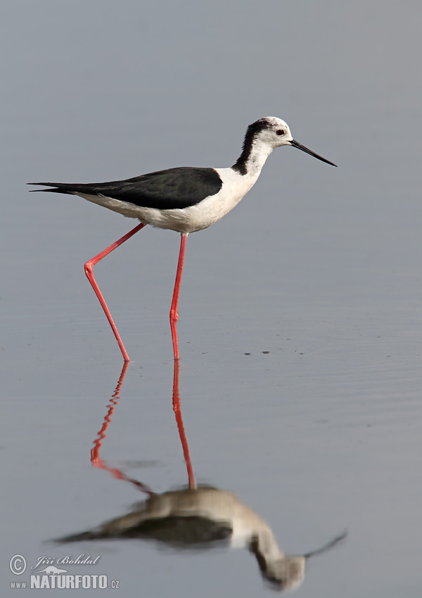 Šišila bocianovitá (Himantopus himantopus)