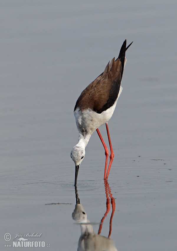 Šišila bocianovitá (Himantopus himantopus)