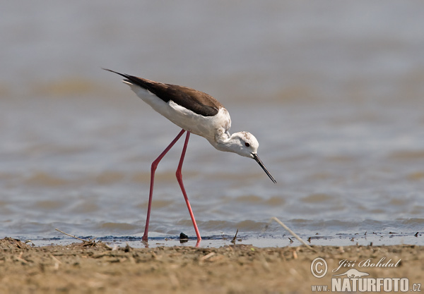 Šišila bocianovitá (Himantopus himantopus)