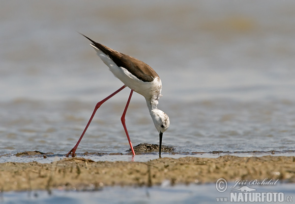 Šišila bocianovitá (Himantopus himantopus)