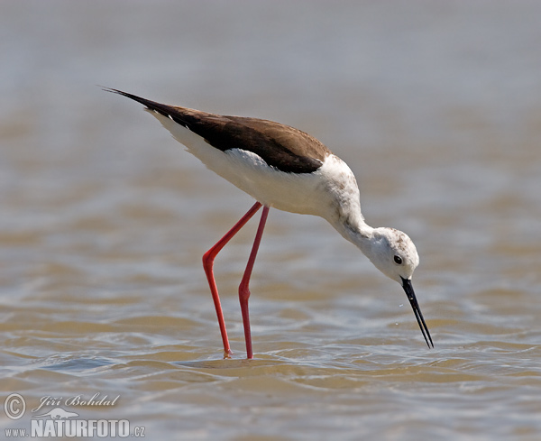 Šišila bocianovitá (Himantopus himantopus)