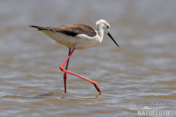 Šišila bocianovitá (Himantopus himantopus)