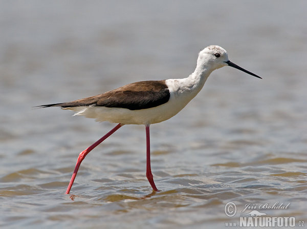 Šišila bocianovitá (Himantopus himantopus)