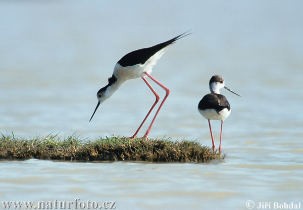 Šišila bocianovitá (Himantopus himantopus)