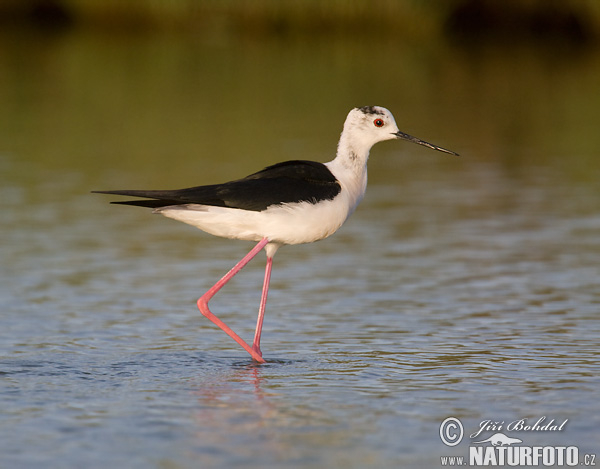 Šišila bocianovitá (Himantopus himantopus)