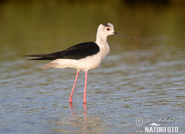 Šišila bocianovitá (Himantopus himantopus)