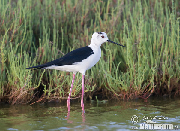 Šišila bocianovitá (Himantopus himantopus)