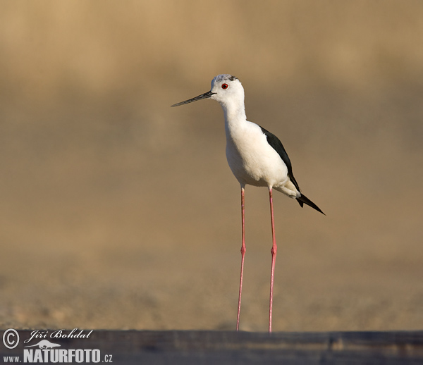 Šišila bocianovitá (Himantopus himantopus)