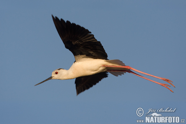 Šišila bocianovitá (Himantopus himantopus)