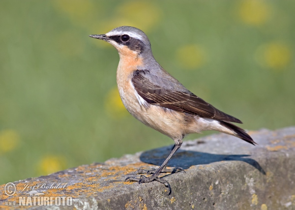 Skaliarik sivý (Oenanthe oenanthe)