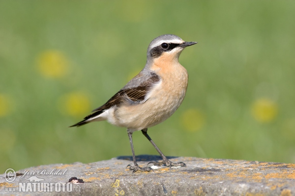 Skaliarik sivý (Oenanthe oenanthe)