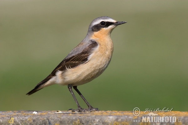 Skaliarik sivý (Oenanthe oenanthe)