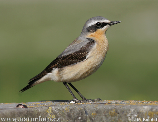 Skaliarik sivý (Oenanthe oenanthe)