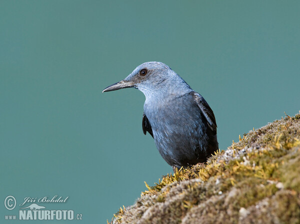 Skalník modrý (Monticola solitarius)