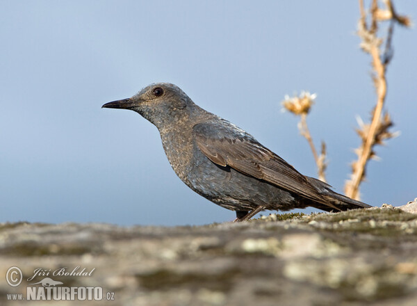 Skalník modrý (Monticola solitarius)