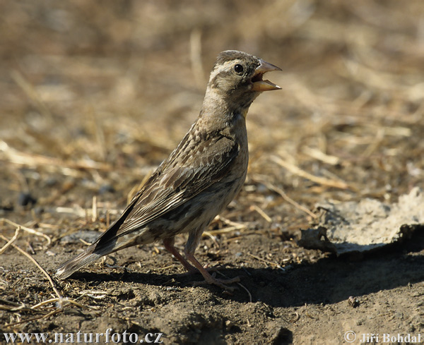 Skalník žltohrdlý (Petronia petronia)