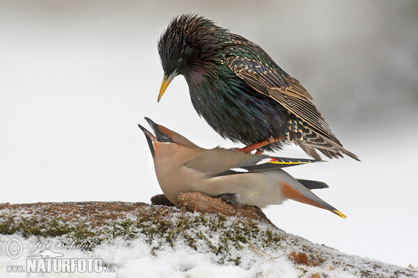 Škorec lesklý obyčajný (Sturnus vulgaris)