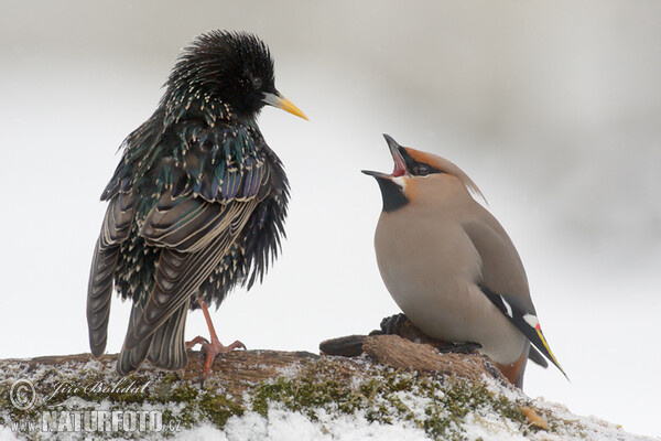 Škorec lesklý obyčajný (Sturnus vulgaris)