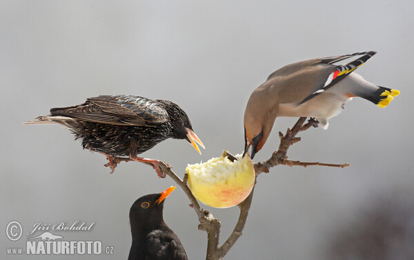 Škorec lesklý obyčajný (Sturnus vulgaris)