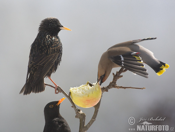 Škorec lesklý obyčajný (Sturnus vulgaris)