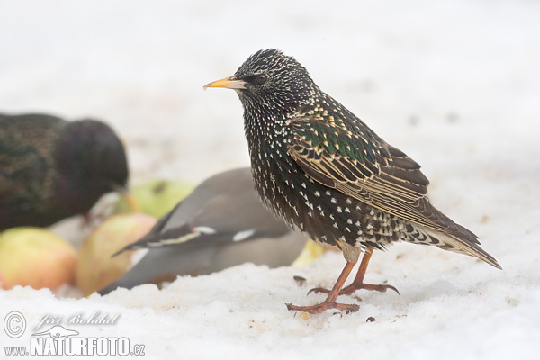 Škorec lesklý obyčajný (Sturnus vulgaris)