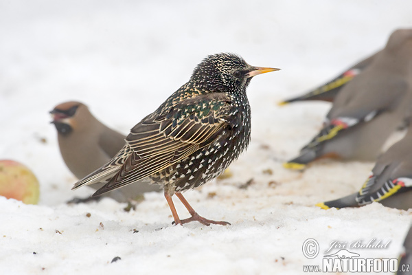 Škorec lesklý obyčajný (Sturnus vulgaris)