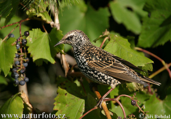 Škorec lesklý obyčajný (Sturnus vulgaris)