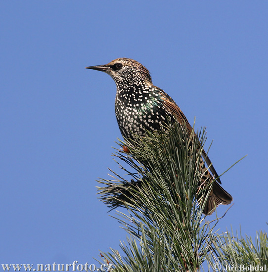 Škorec lesklý obyčajný (Sturnus vulgaris)