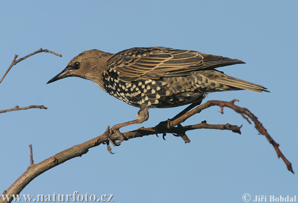 Škorec lesklý obyčajný (Sturnus vulgaris)