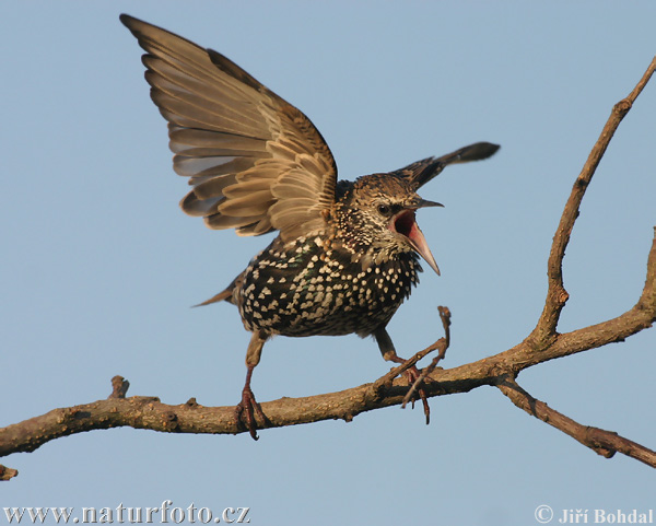 Škorec lesklý obyčajný (Sturnus vulgaris)