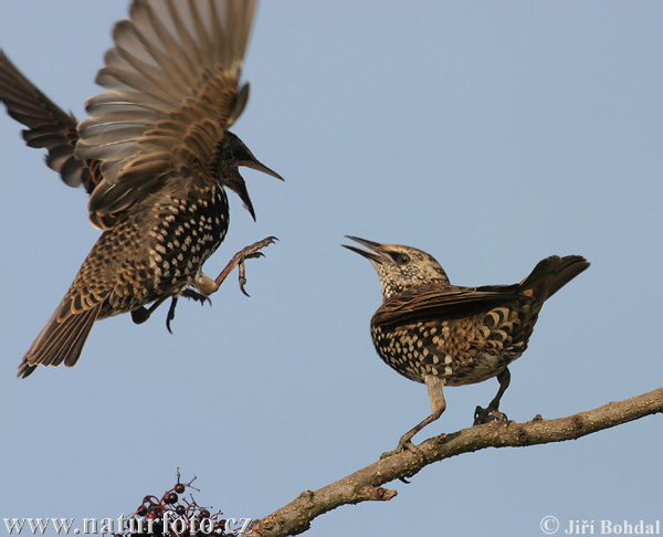 Škorec lesklý obyčajný (Sturnus vulgaris)