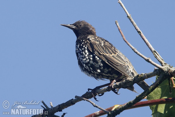 Škorec lesklý obyčajný (Sturnus vulgaris)