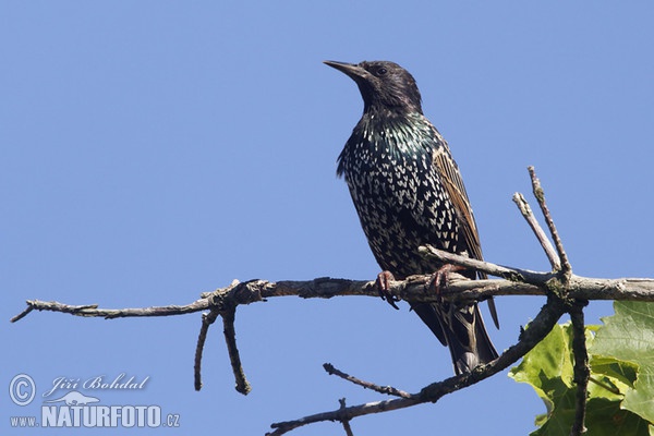 Škorec lesklý obyčajný (Sturnus vulgaris)