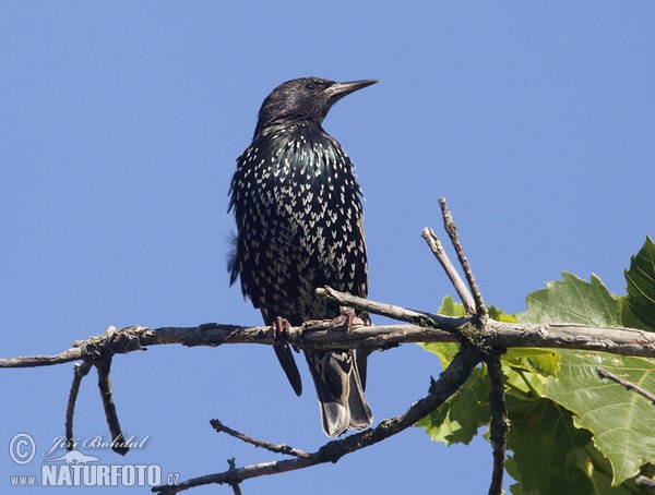 Škorec lesklý obyčajný (Sturnus vulgaris)