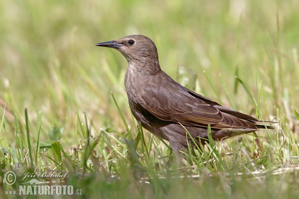 Škorec lesklý obyčajný (Sturnus vulgaris)