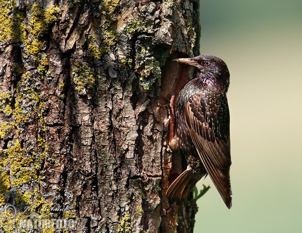 Škorec lesklý obyčajný (Sturnus vulgaris)