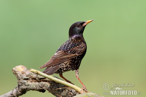 Škorec lesklý obyčajný (Sturnus vulgaris)